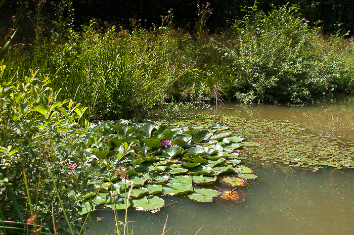 images/bilderleisten/naturschutzgebiet/na-15.jpg#joomlaImage://local-images/bilderleisten/naturschutzgebiet/na-15.jpg?width=700&height=465