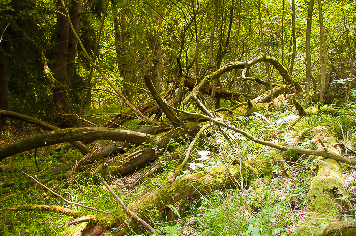 images/bilderleisten/naturschutzgebiet/na-22.jpg#joomlaImage://local-images/bilderleisten/naturschutzgebiet/na-22.jpg?width=700&height=465