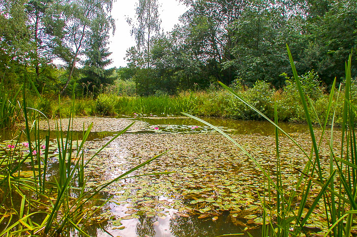 images/bilderleisten/naturschutzgebiet/na-26.jpg#joomlaImage://local-images/bilderleisten/naturschutzgebiet/na-26.jpg?width=700&height=465