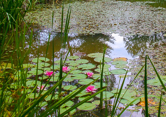 images/bilderleisten/naturschutzgebiet/na-27.jpg#joomlaImage://local-images/bilderleisten/naturschutzgebiet/na-27.jpg?width=700&height=495