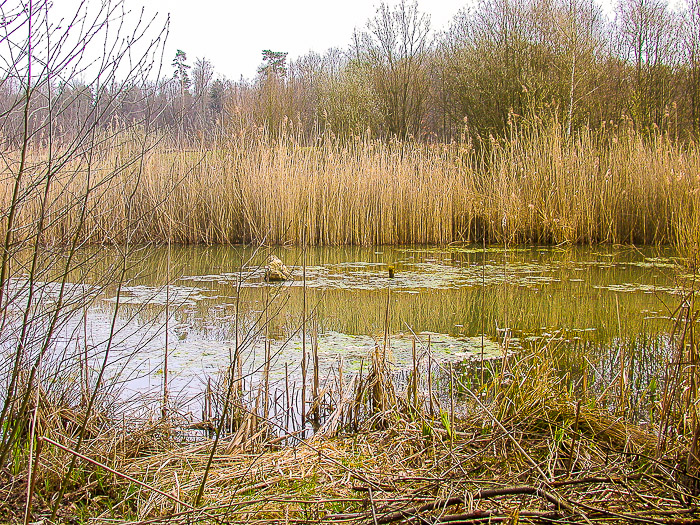 images/bilderleisten/naturschutzgebiet/na-3.jpg#joomlaImage://local-images/bilderleisten/naturschutzgebiet/na-3.jpg?width=700&height=525