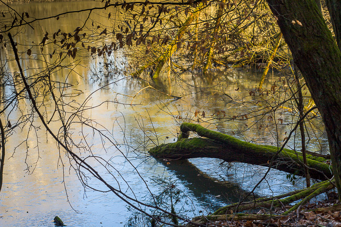 images/bilderleisten/naturschutzgebiet/na-40.jpg#joomlaImage://local-images/bilderleisten/naturschutzgebiet/na-40.jpg?width=700&height=467