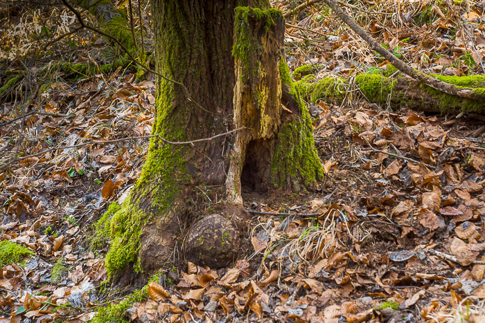 images/bilderleisten/naturschutzgebiet/na-41.jpg#joomlaImage://local-images/bilderleisten/naturschutzgebiet/na-41.jpg?width=700&height=467