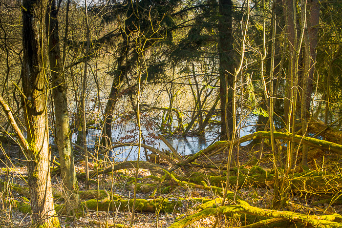 images/bilderleisten/naturschutzgebiet/na-49.jpg#joomlaImage://local-images/bilderleisten/naturschutzgebiet/na-49.jpg?width=700&height=467